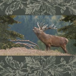 Proud deer